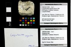 Foto (Objekt + Etiketten) von Longodromites angustus (Reuss 1858) 